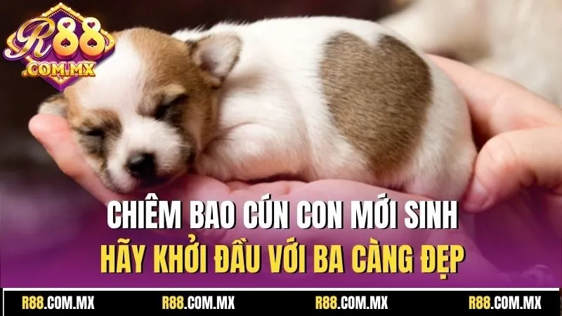 Mơ Thấy Chó Đánh Số Mấy? Báo Hiệu Tương Lai May Hay Rủi? 3 Chiêm bao cún con mới sinh hãy khởi đầu với ba càng đẹp