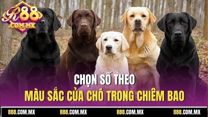 Mơ Thấy Chó Đánh Số Mấy? Báo Hiệu Tương Lai May Hay Rủi? 4 Chọn số theo màu sắc của chó trong chiêm bao