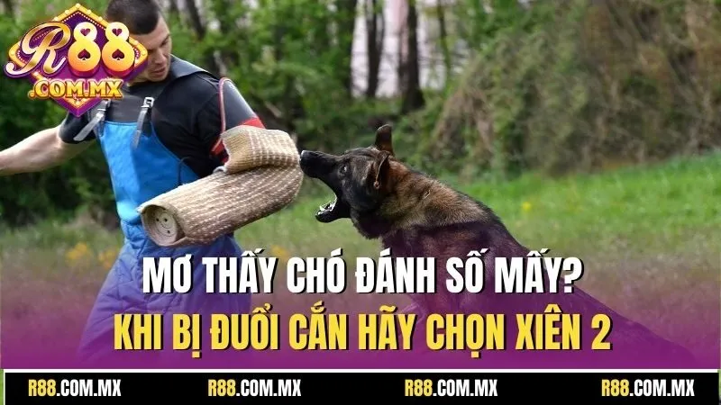 Mơ Thấy Chó Đánh Số Mấy? Báo Hiệu Tương Lai May Hay Rủi? 2 Mơ thấy chó đánh số mấy? Khi bị đuổi cắn hãy chọn xiên 2